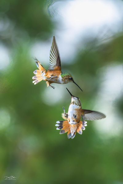 Sword Fight. Photo by Dave Bell.