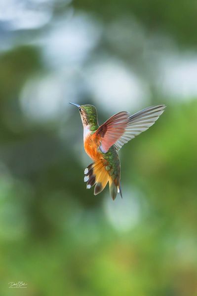 Dancing The Hummingbird Waltz. Photo by Dave Bell.