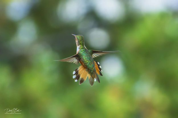 Green Back. Photo by Dave Bell.