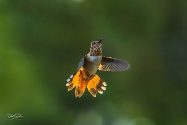 Watchful Eye. Photo by Dave Bell.