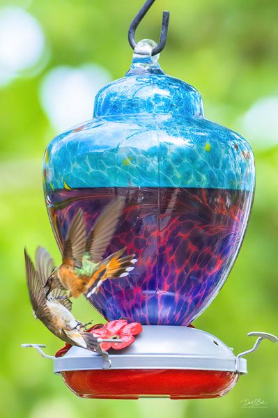 Defending The Water Hole. Photo by Dave Bell.