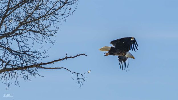 . Photo by Dave Bell.