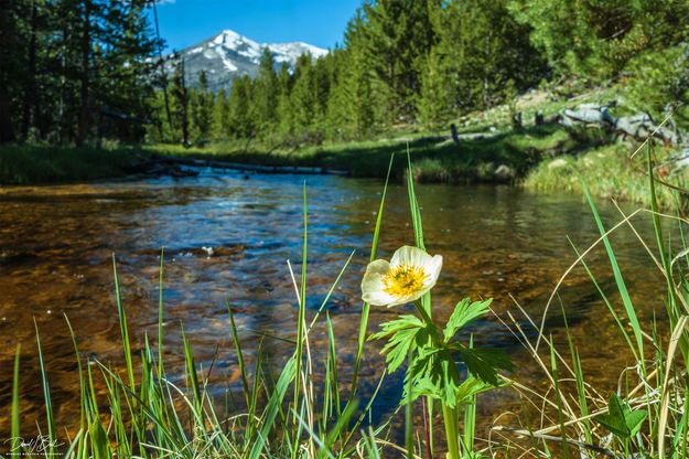 Larsen Creek Flower. Photo by Dave Bell.