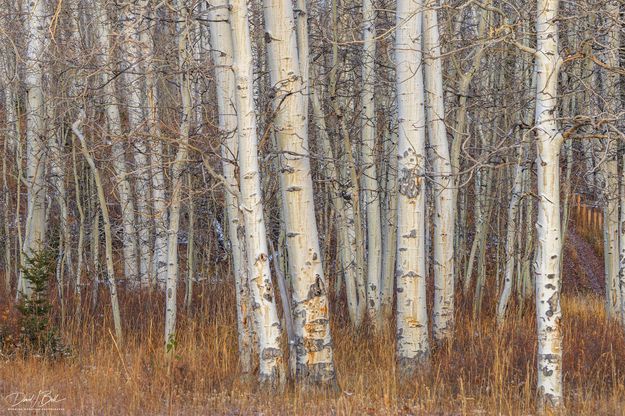 Beautiful Aspen. Photo by Dave Bell.