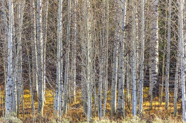 Winter Aspens. Photo by Dave Bell.