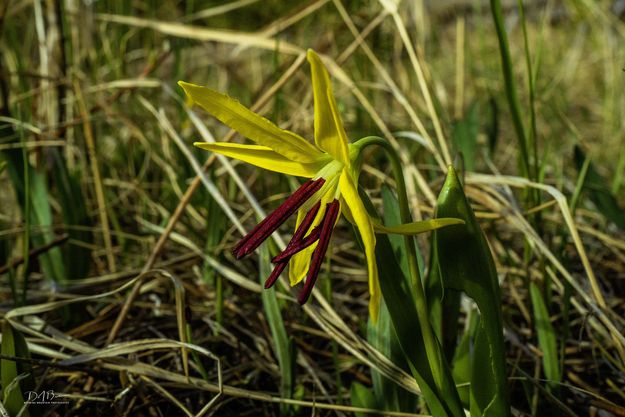 Glacier Lily. Photo by Dave Bell.