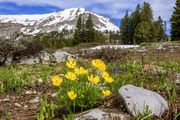Alpine Scenery-June 15