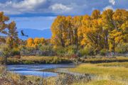 Fall Colors--7 Mile-Skyline Drive-Town of Pinedale