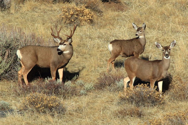 Mule Deer Family on Fremont Lk. Campground Rd. - Fred Pflughoft ...