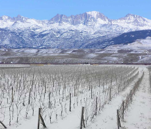 Ice wine vinyards at the foothills of the Wind River Mountains