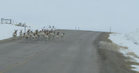 Pronghorn herd on the road. Photo by Pinedale Online!
